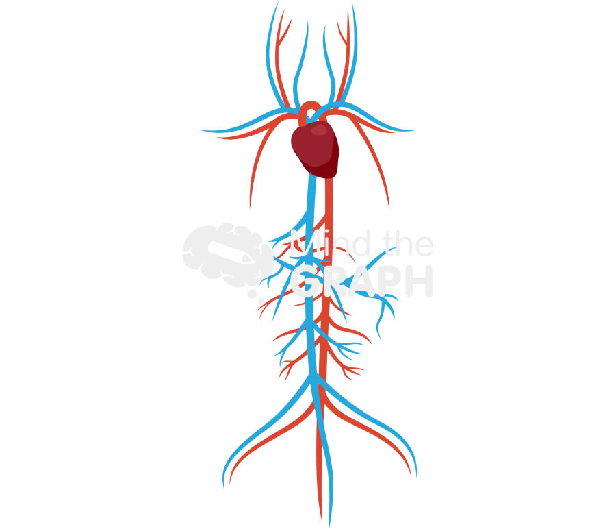 Circulatory system rat Icons, Symbols, Pictures, and Images