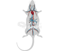Circulatory system rat body - Edit and Customize Icons of Circulatory system rat body Circulatory system rat body Icons, Symbols, Pictures, and Images