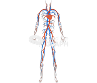 Circulatory system woman - Edit and Customize Icons of Circulatory system woman Circulatory system woman Icons, Symbols, Pictures, and Images