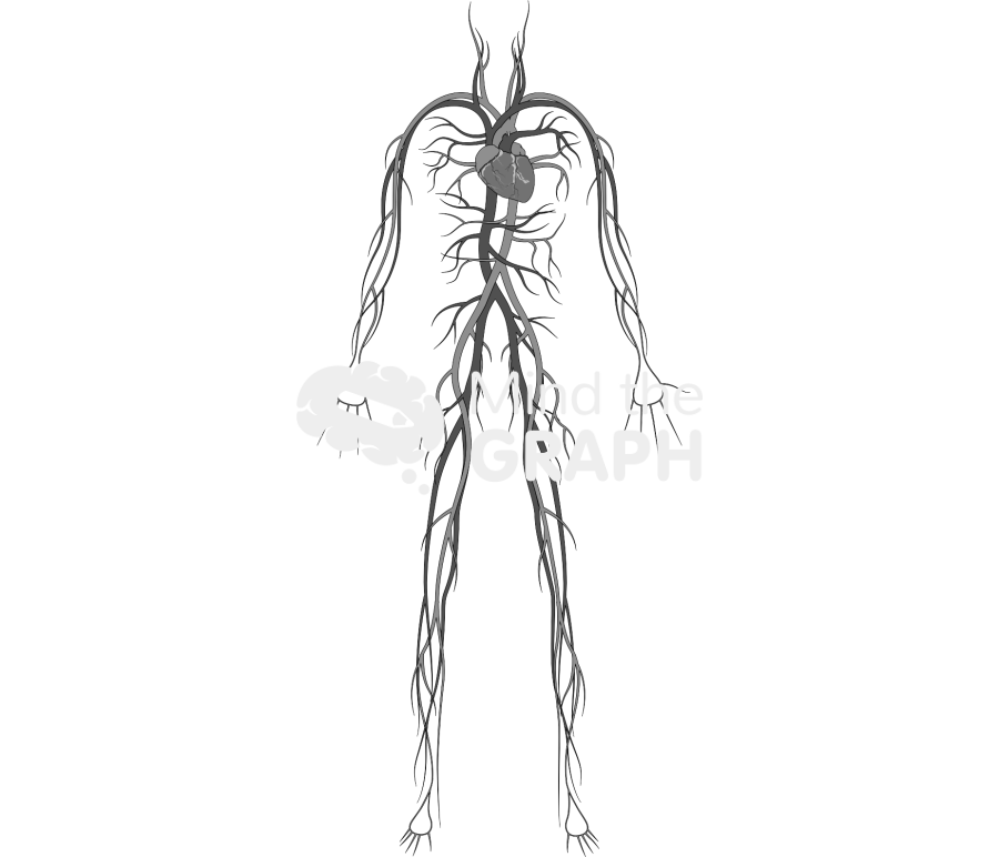 Circulatory system woman Icons, Symbols, Pictures, and Images