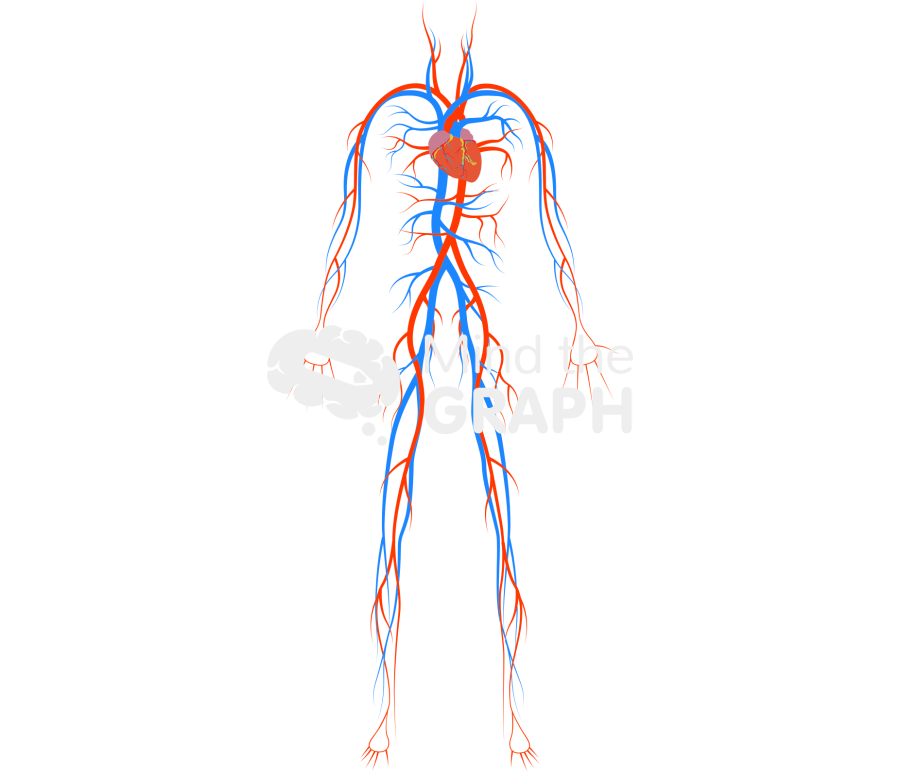 Circulatory system woman Icons, Symbols, Pictures, and Images