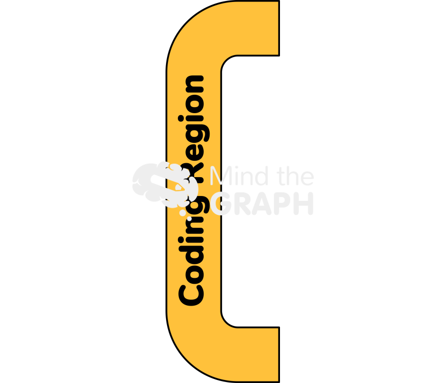 Coding region protein synthesis Icons, Symbols, Pictures, and Images