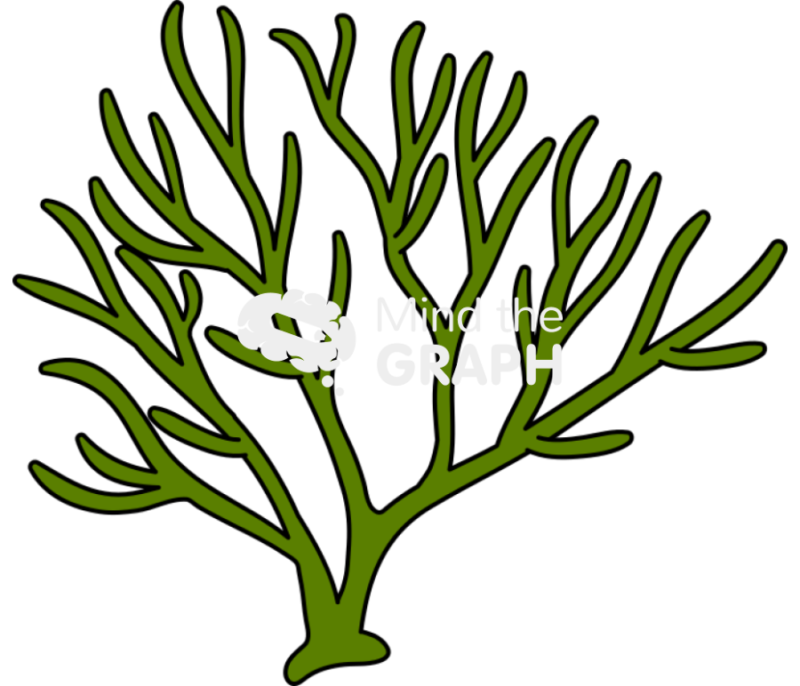 Codium chlorophyta Icons, Symbols, Pictures, and Images