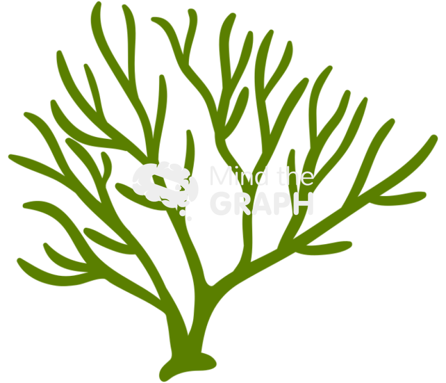 Codium chlorophyta Icons, Symbols, Pictures, and Images