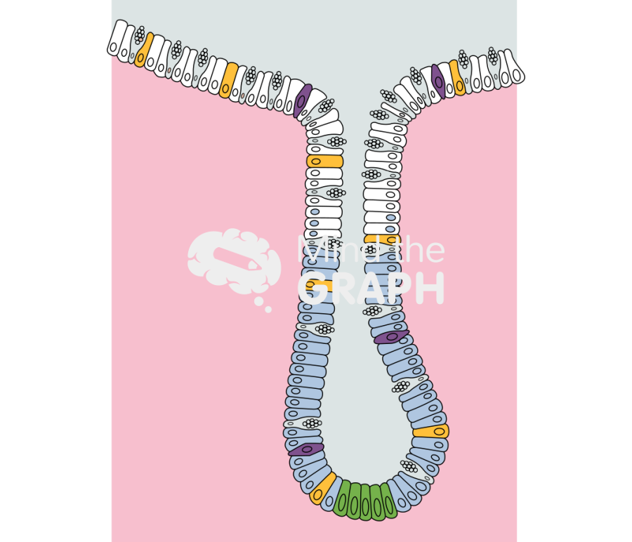 Colon cells Icons, Symbols, Pictures, and Images