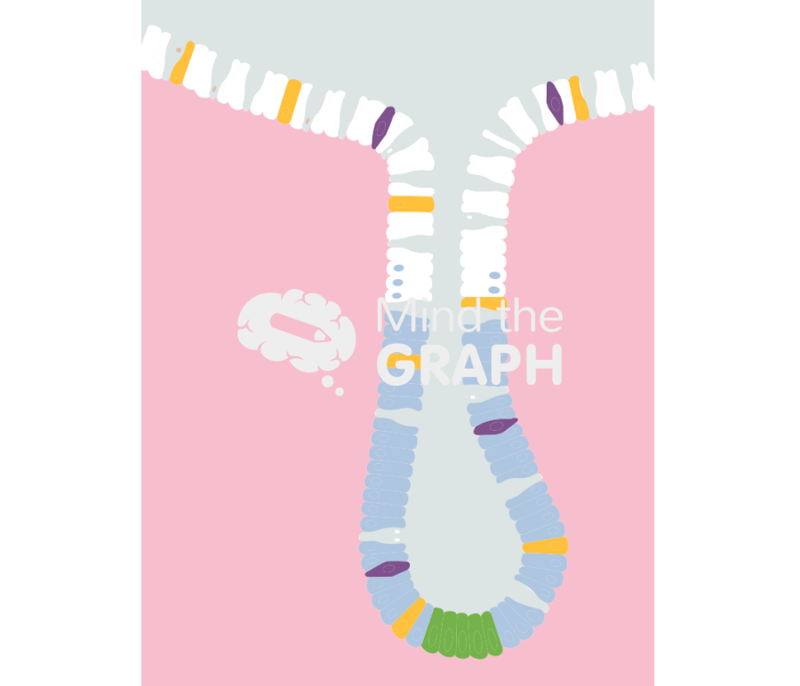 Colon cells Icons, Symbols, Pictures, and Images