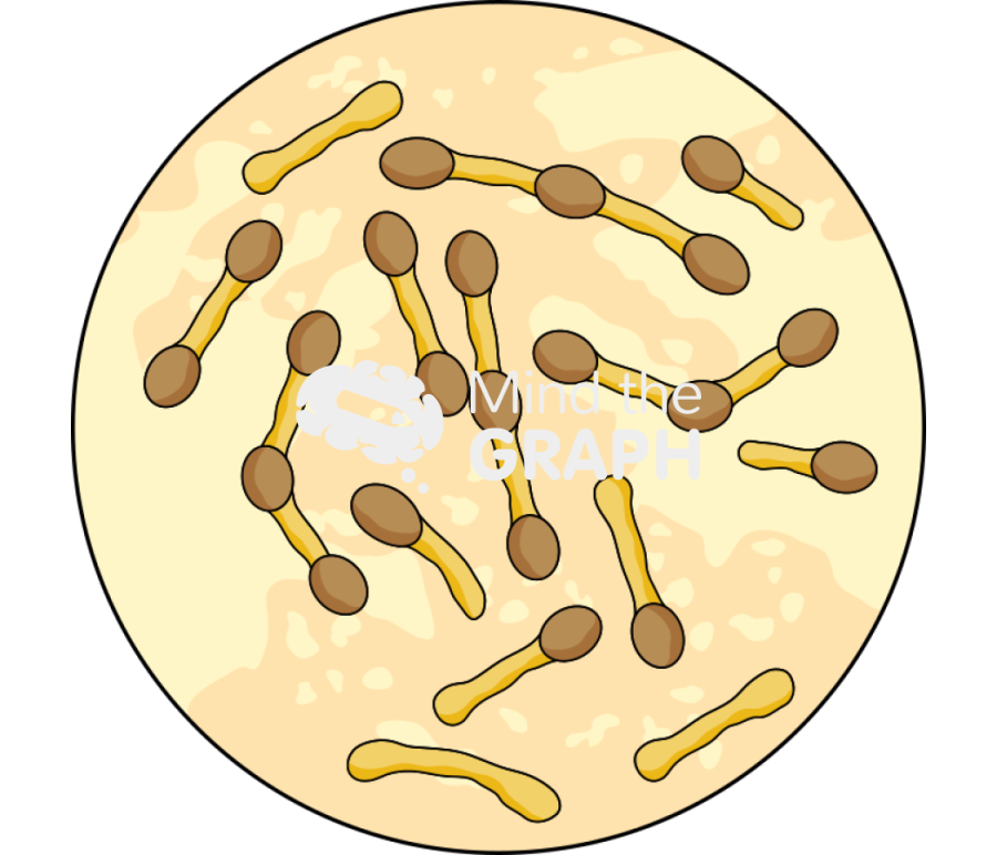 Corynebacterium diphtheriae zoom Icons, Symbols, Pictures, and Images