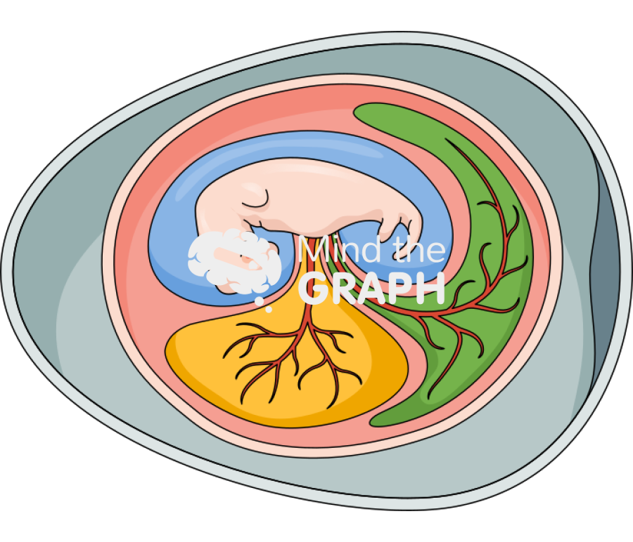 Embryo reptile birds egg Icons, Symbols, Pictures, and Images