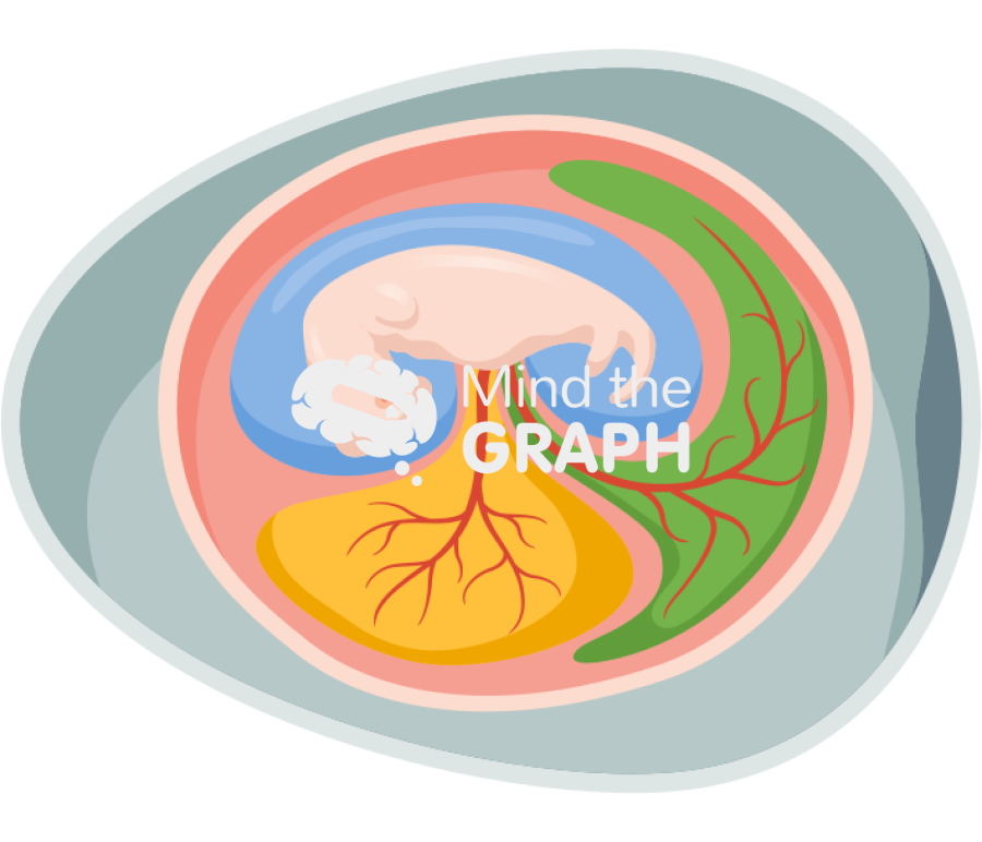 Embryo reptile birds egg Icons, Symbols, Pictures, and Images