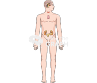 Endocrine system man head side body full - Edit and Customize Icons of Endocrine system man head side body full Endocrine system man head side body full Icons, Symbols, Pictures, and Images