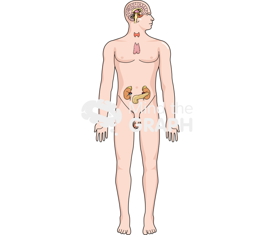 Endocrine system man head side body full Icons, Symbols, Pictures, and Images