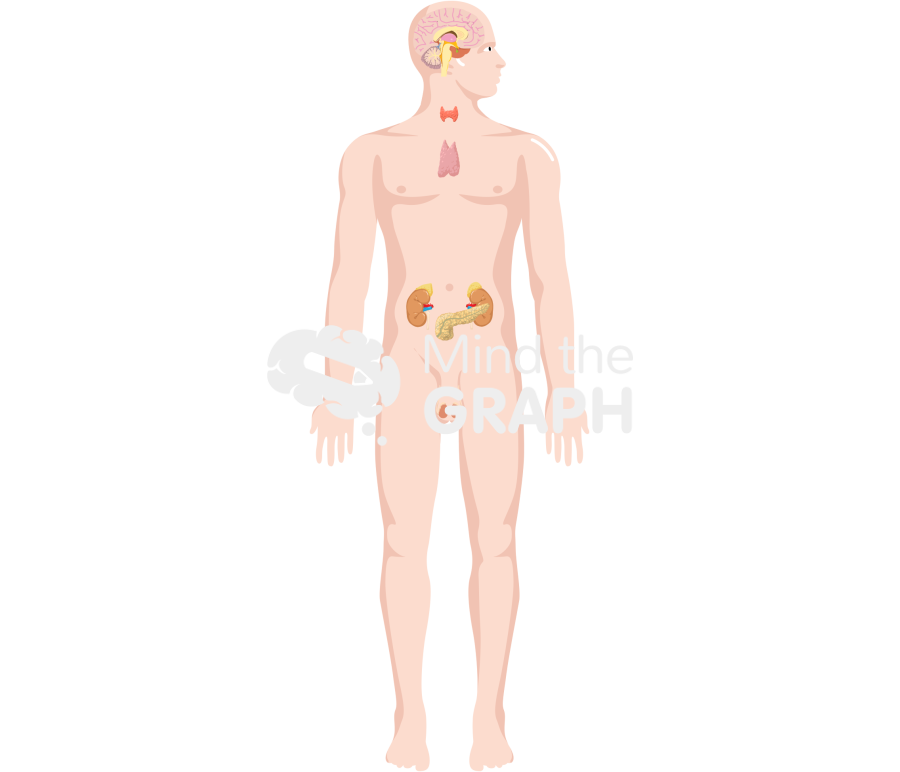 Endocrine system man head side body full Icons, Symbols, Pictures, and Images
