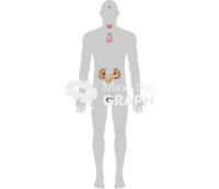 Endocrine system man shape - Edit and Customize Icons of Endocrine system man shape Endocrine system man shape Icons, Symbols, Pictures, and Images