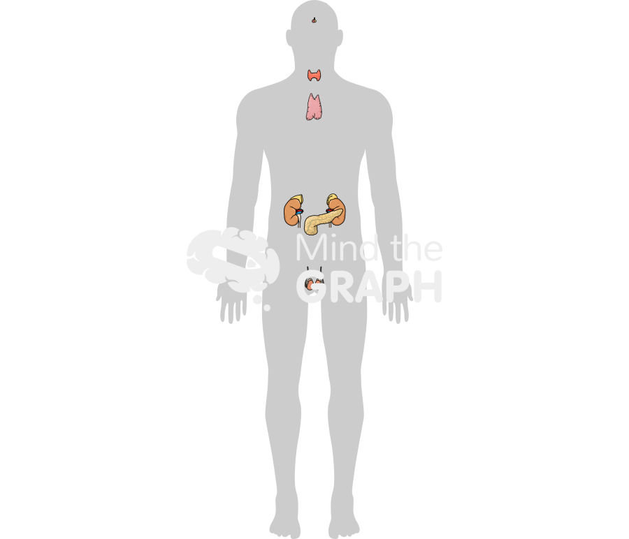 Endocrine system man shape Icons, Symbols, Pictures, and Images