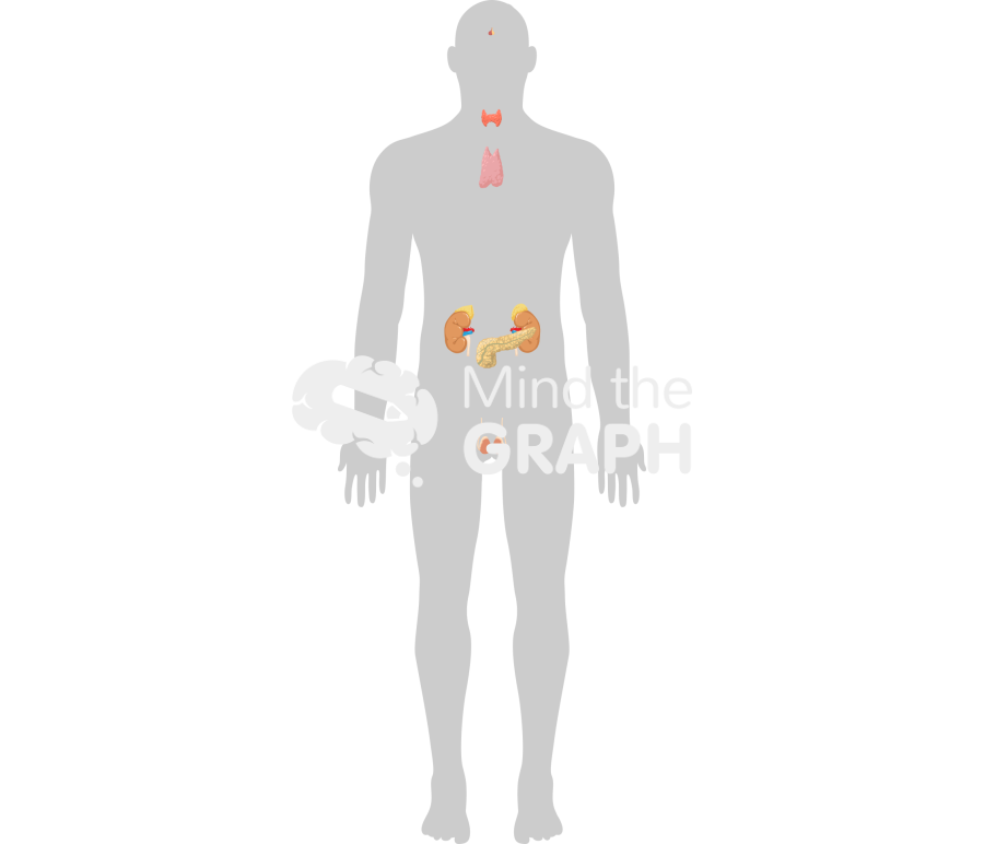 Endocrine system man shape Icons, Symbols, Pictures, and Images