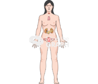 Endocrine system woman body full - Edit and Customize Icons of Endocrine system woman body full Endocrine system woman body full Icons, Symbols, Pictures, and Images