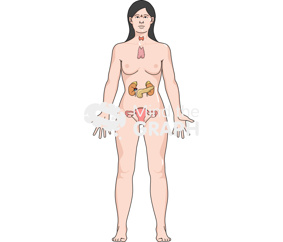Endocrine system woman body full Icons, Symbols, Pictures, and Images