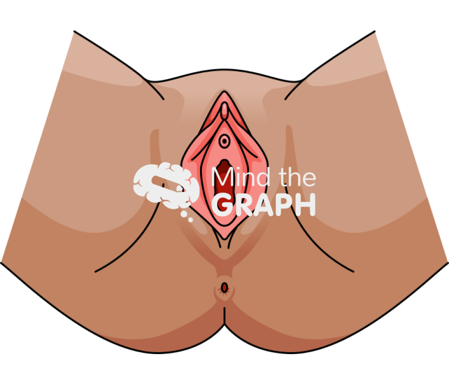 Female reproductive system vagina Icons, Symbols, Pictures, and Images