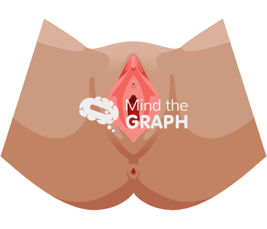 Female reproductive system vagina Icons, Symbols, Pictures, and Images