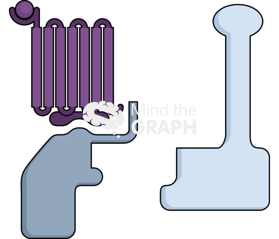 Gprotein linked receptor active Icons, Symbols, Pictures, and Images