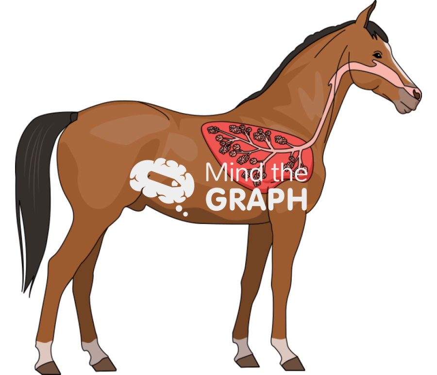 Horse respiratory system lateral Icons, Symbols, Pictures, and Images