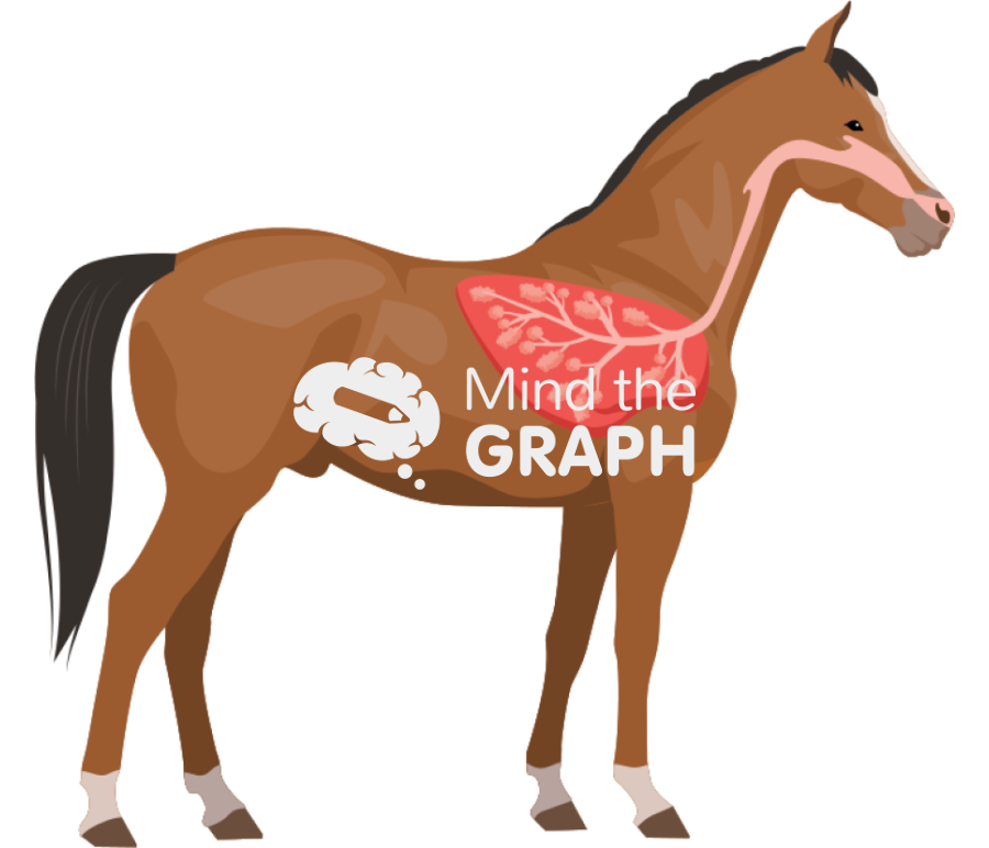 Horse respiratory system lateral Icons, Symbols, Pictures, and Images