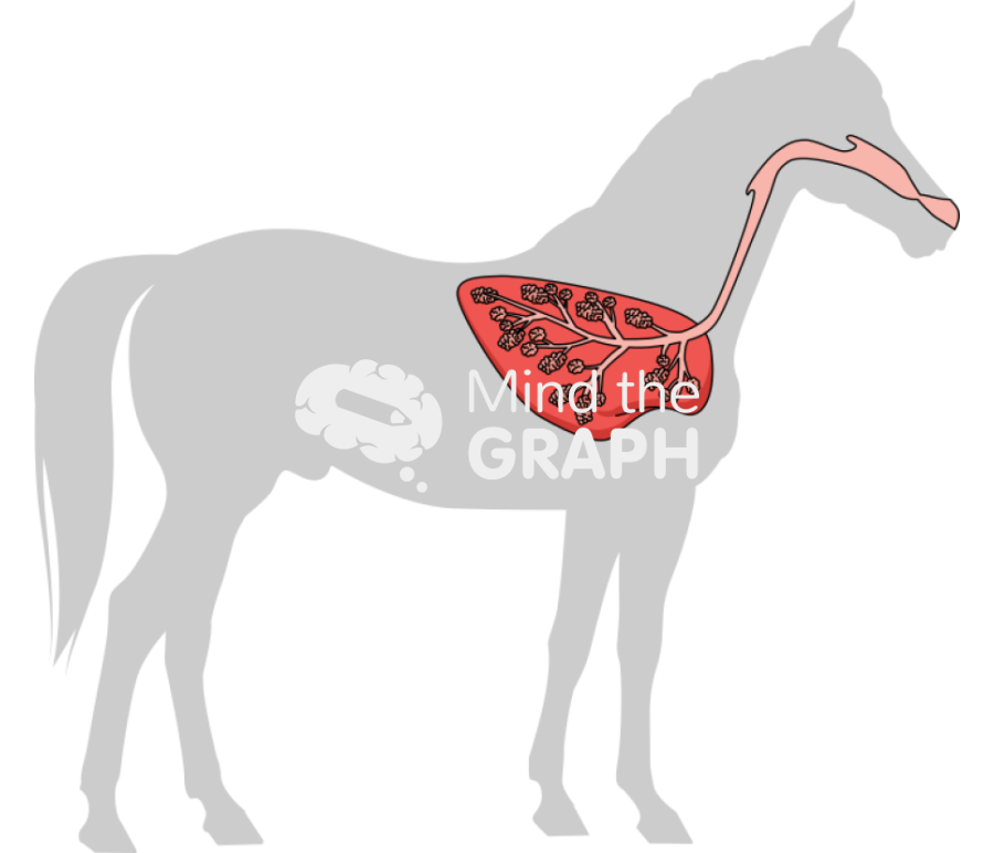 Horse respiratory system shape lateral Icons, Symbols, Pictures, and Images