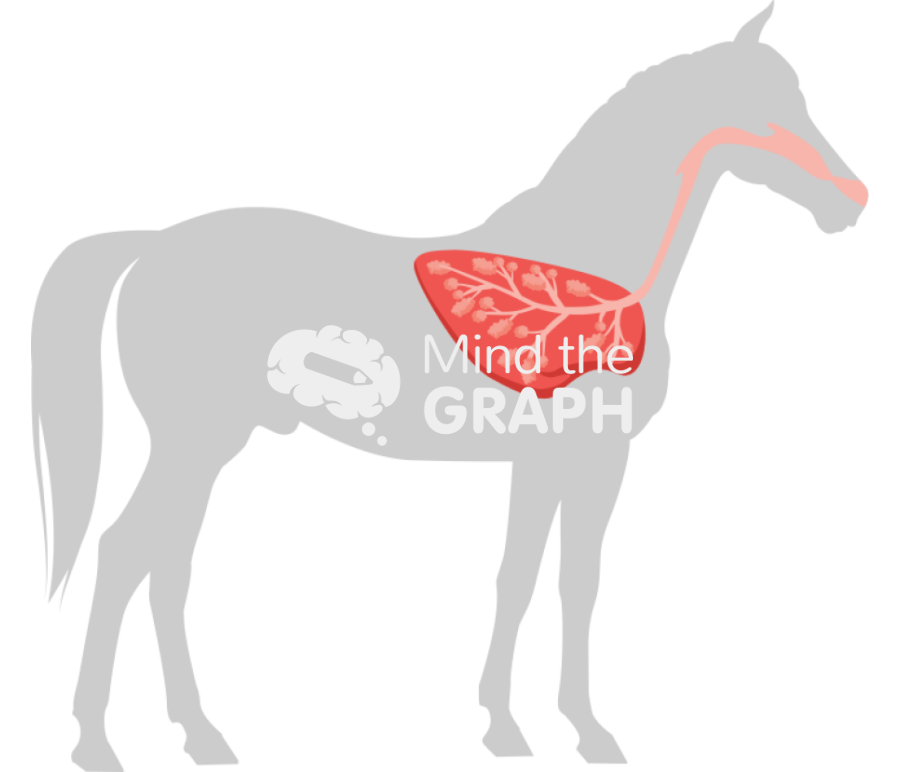 Horse respiratory system shape lateral Icons, Symbols, Pictures, and Images