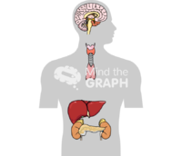 Hpa axis body - Edit and Customize Icons of Hpa axis body Hpa axis body Icons, Symbols, Pictures, and Images