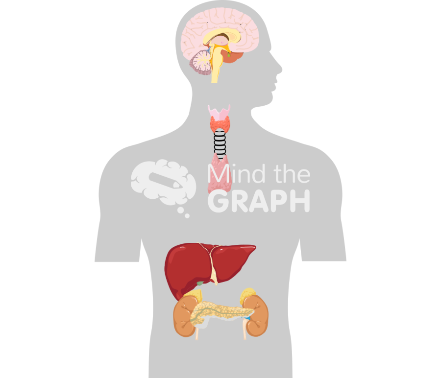 Hpa axis body Icons, Symbols, Pictures, and Images