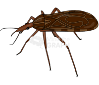 Kissing bug Icons, Symbols, Pictures, and Images