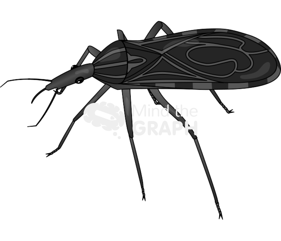 Kissing bug Icons, Symbols, Pictures, and Images