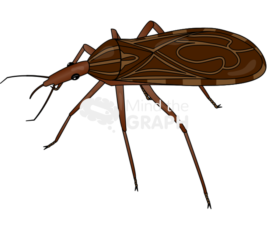 Kissing bug Icons, Symbols, Pictures, and Images