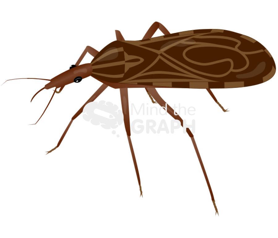 Kissing bug Icons, Symbols, Pictures, and Images