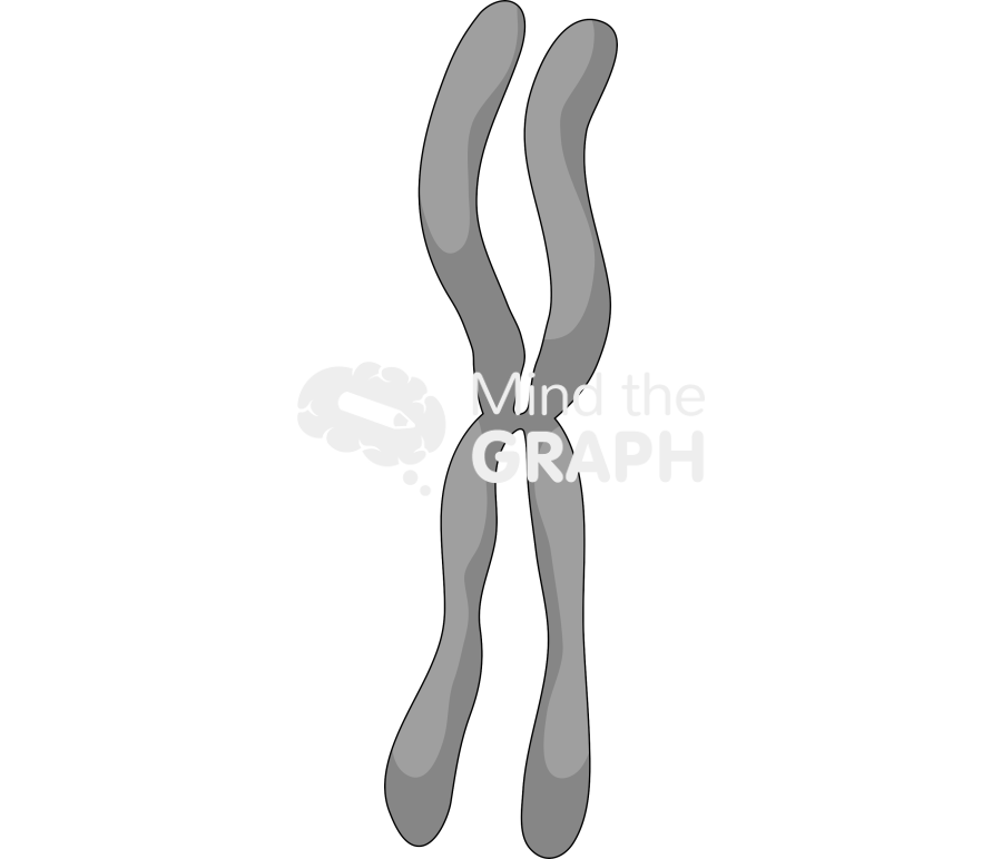 Metacentric chromosome Icons, Symbols, Pictures, and Images