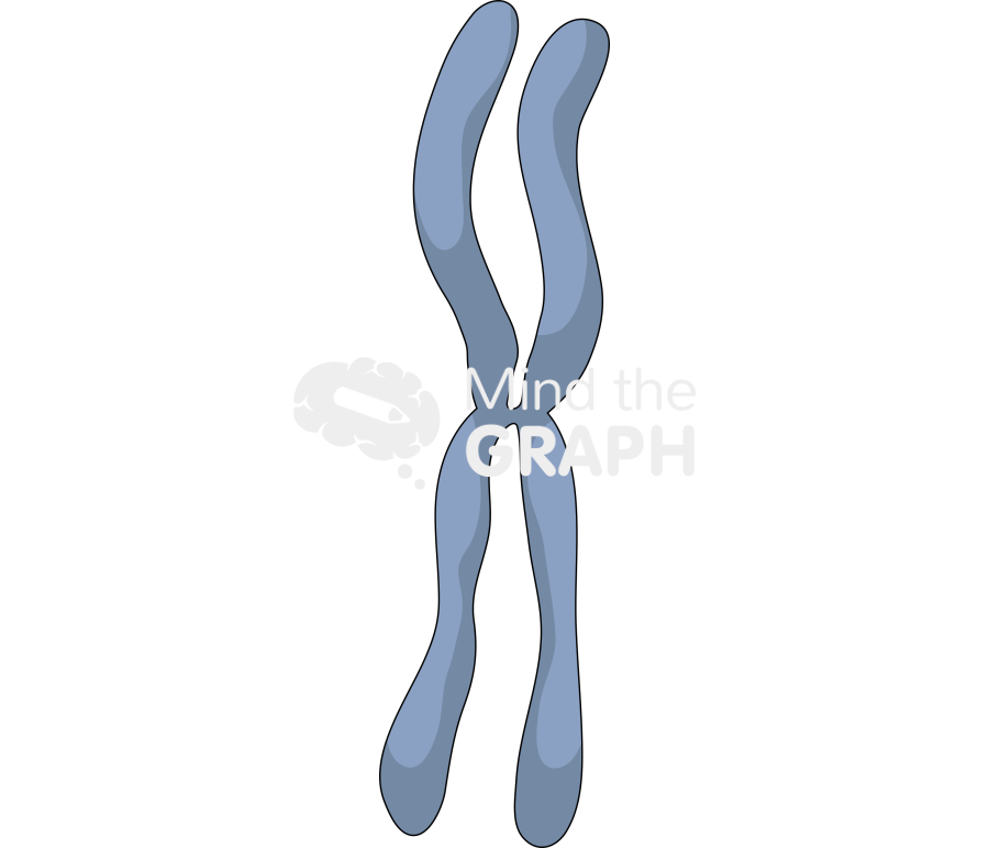 Metacentric chromosome Icons, Symbols, Pictures, and Images