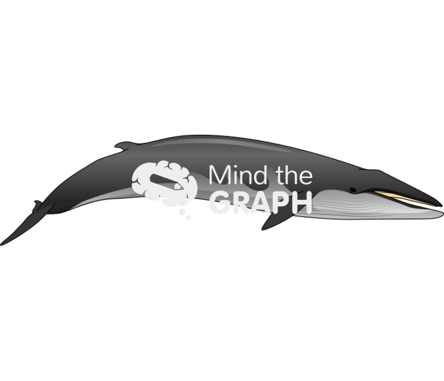 Minke whale Icons, Symbols, Pictures, and Images