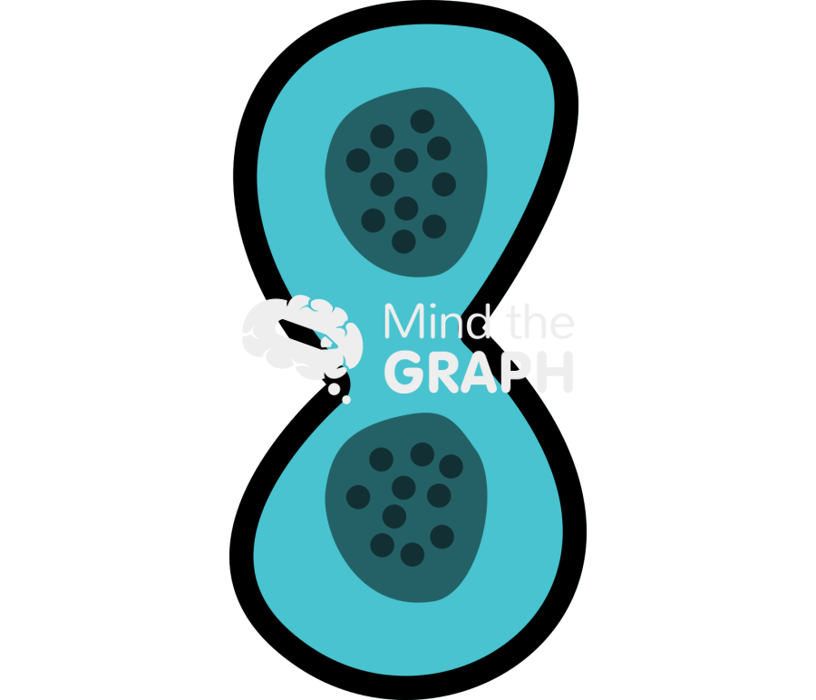 Mitotic cell retina Icons, Symbols, Pictures, and Images