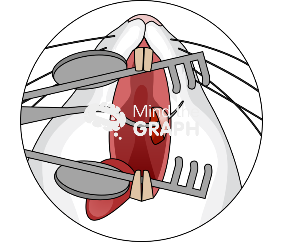 Mouse oral surgery nervous zoom Icons, Symbols, Pictures, and Images