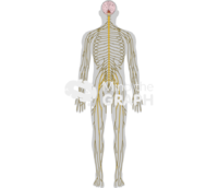 Nervous system body - Edit and Customize Icons of Nervous system body Nervous system body Icons, Symbols, Pictures, and Images