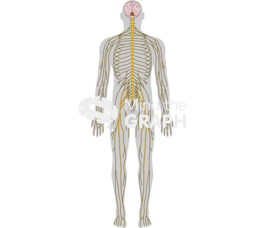 Nervous system body Icons, Symbols, Pictures, and Images