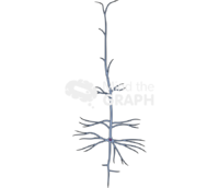 Neuron spinal cord thalamus striatum cortex brainstem - Edit and Customize Icons of Neuron spinal cord thalamus striatum cortex brainstem Neuron spinal cord thalamus striatum cortex brainstem Icons, Symbols, Pictures, and Images