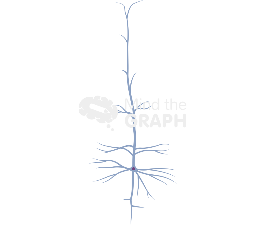 Neuron spinal cord thalamus striatum cortex brainstem Icons, Symbols, Pictures, and Images