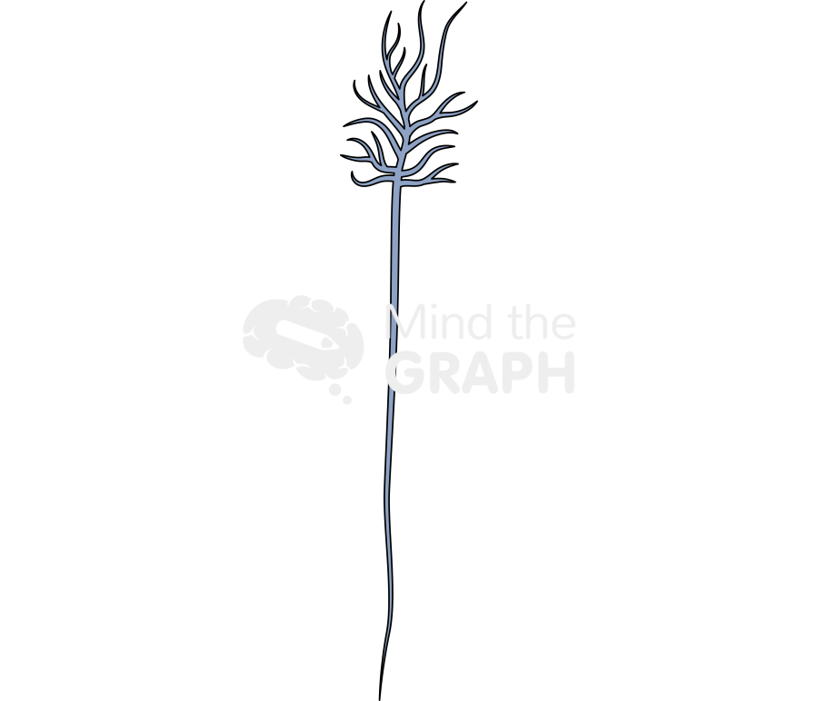 Neuron thalamocortical terminal Icons, Symbols, Pictures, and Images