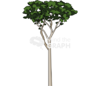 Nothofagus betuloides - Edit and Customize Icons of Nothofagus betuloides Nothofagus betuloides Icons, Symbols, Pictures, and Images