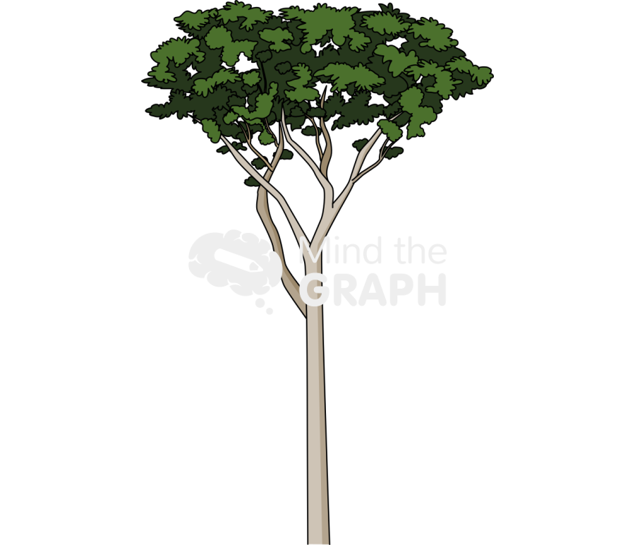 Nothofagus betuloides Icons, Symbols, Pictures, and Images