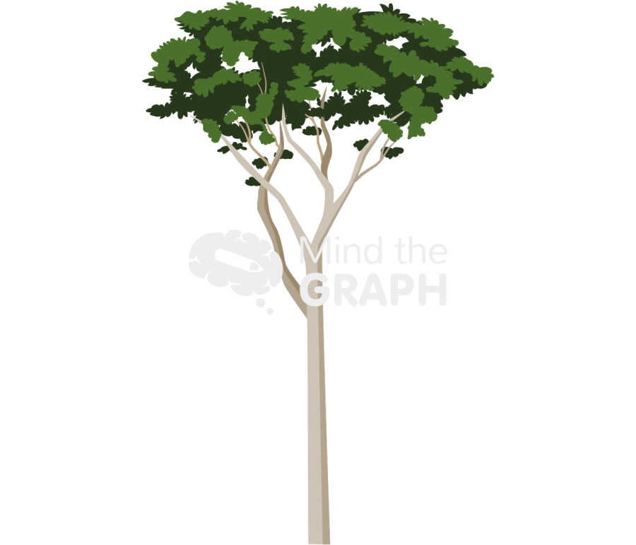 Nothofagus betuloides Icons, Symbols, Pictures, and Images