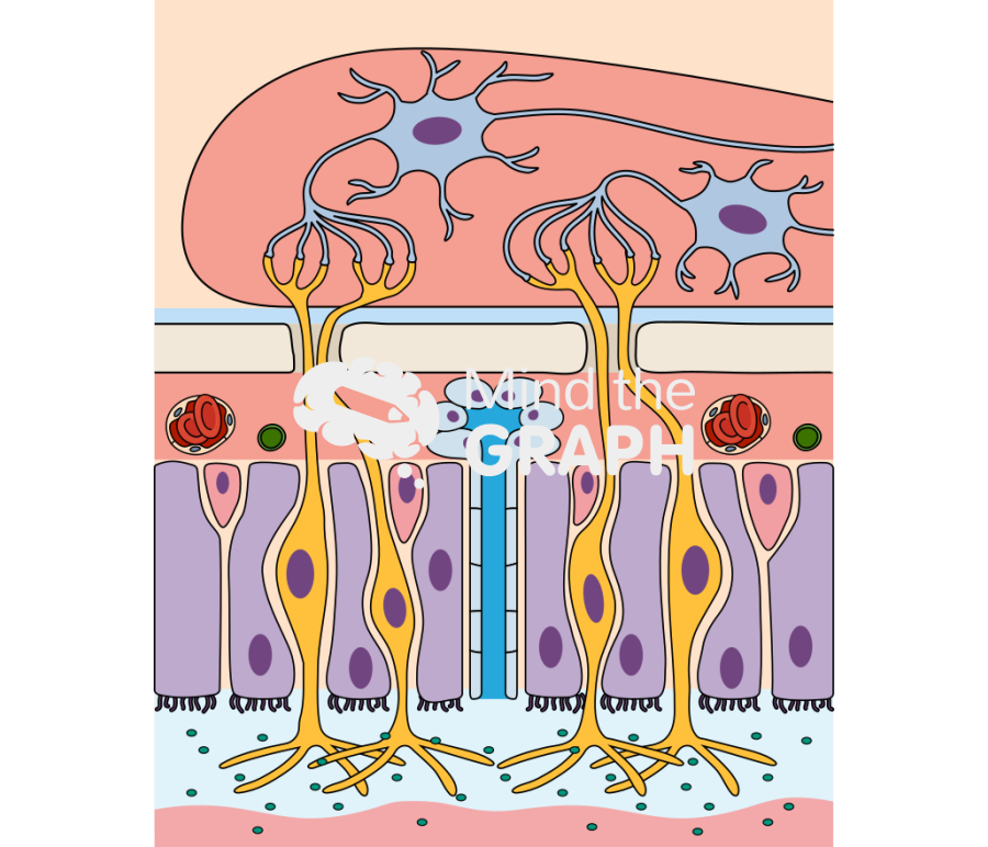 Olfactory mucosa Icons, Symbols, Pictures, and Images