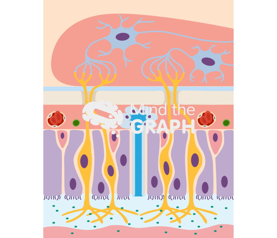 Olfactory mucosa Icons, Symbols, Pictures, and Images