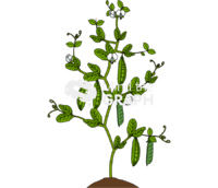 Pea plant - Edit and Customize Icons of Pea plant Pea plant Icons, Symbols, Pictures, and Images